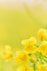 菜の花の花びらのクローズアップ　黄色背景