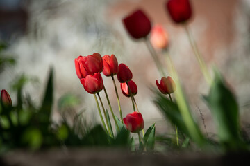 Obraz premium Nice color tulip flowers in the spring sunny morning nature flora macro photo with empty space for text