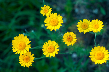 Dahlberg Daisy, blooming plant close up