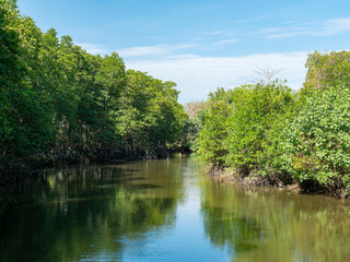 Fototapeta na wymiar Mangrove forest in Thailand