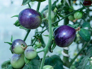 Indigo tomatoes on a plant