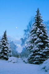 Fototapeta premium full moon rising above snow covered park