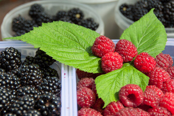 blackberry and raspberry in containers close up