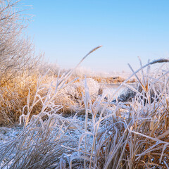 Obraz premium Beautiful dry grass covered with snow in the hoarfrost against a blue sky