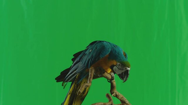 Blue and Yellow parrot macaw ( Ara Ararauna ) flying or standing on branch on green screen background . Shot on ARRI Alexa cinema camera in Slow Motion .