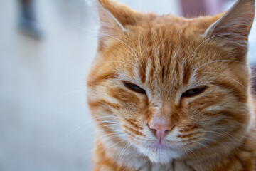 Angry cat closeup portrait.