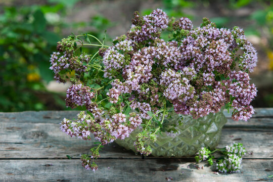 bouquet of origanum on wooden table in garden