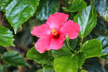 The beauty of the Hibiscus flower, a woody, fibrous shrub, up to 5 meters high.