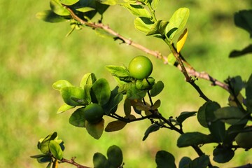 A small lemon tree in the garden.