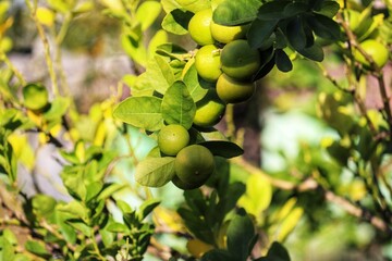 A small lemon tree in the garden.