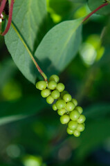 Schisandra chinensis, unripe berries, macro