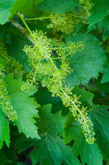 grape vine flowers among leaves