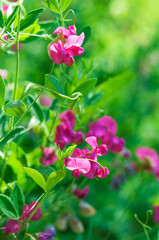 Fototapeta premium wild sweet pea in bloom, Lathyrus tuberosus, macro
