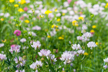 Crownvetch blooming in steppe