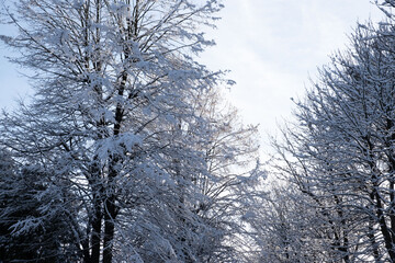 trees covered with snow