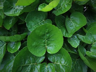 green leaves in the garden