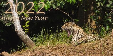 Happy New Year 2022, Jaguar, Wildlife, Pantanal, Brazil, Animal, Tired
