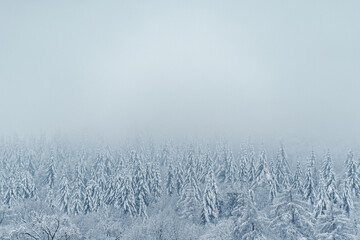 Winterwald im Nebel