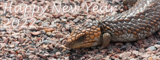 Foto auf Acrylglas Cape Le Grand National Park, Westaustralien Happy New Year 2022, Lizard, Cape Le Grand, Western Australia, Animal