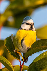 Eurasian Blue Tit perched on a tree branch