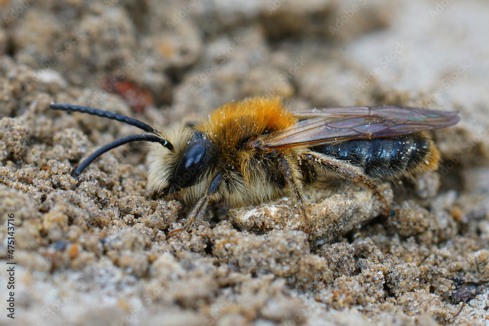 Sticker Closeup of a male Grey-patched Mining Bee, Andrena nitida, on sa