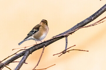 Common Chaffinch perched on a tree branch