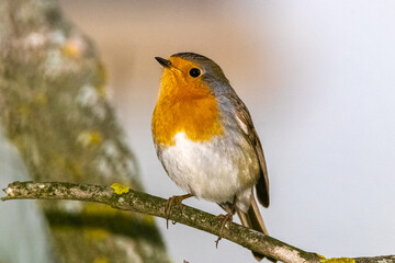 European Robin perched on a tree branch