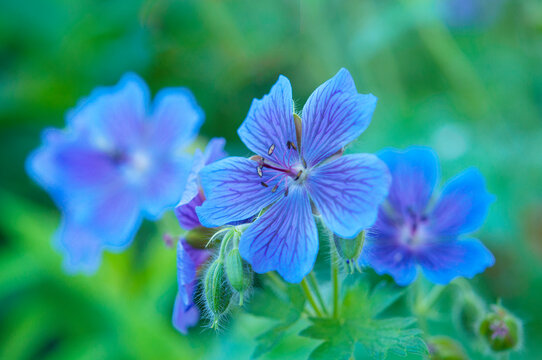 “Wild Geranium” Images – Browse 1,029 Stock Photos, Vectors, and Video