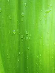 green leaf with drops