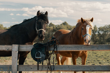 Two horses are standing in paddock in outdoors. Adult bay mare and old red mare are looking at camera in rural.