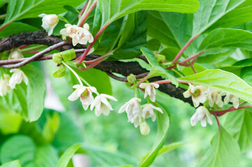 Obraz premium Schisandra chinensis vine in bloom, green blurred background