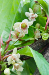 Schisandra chinensis male and female flowers, macro