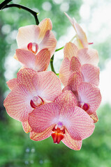 orange phalaenopsis flowers at blurred green background