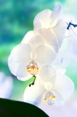 white royal phalaenopsis in bloom