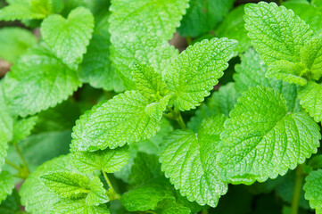 tops of new mint plants close up