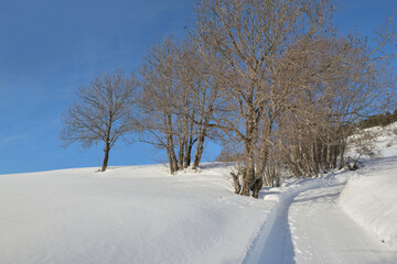 trees bording a footpath in snowy mountain under blue sky