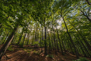 Sonnenstern im Buchenwald