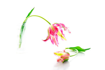 two colorful tulips, white background