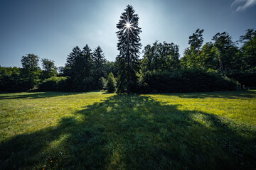 große Fichte mit Sonnenstern