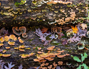 Fallen oak tree with colorful turkey tail mushrooms, leaves, moss and other decay covering it 