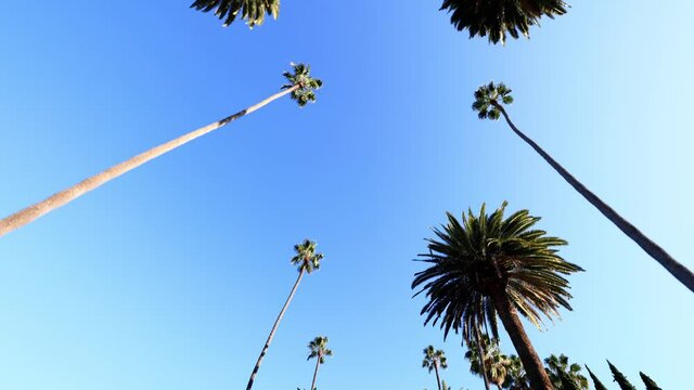 Camera looks up as it moves past rows a palm trees in Beverly Hills California
