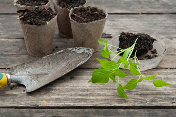 pepper seedlings before potting to turf pots