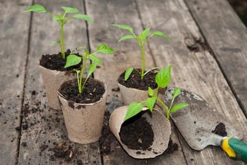 pepper seedlings potting