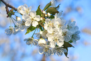 Close-up cherry blossom.  Branches white flowers green leaves blue sky background close up. Beautiful cherry blossom. Spring orchard. Summer sunny day nature. Floral  background.Сopy space