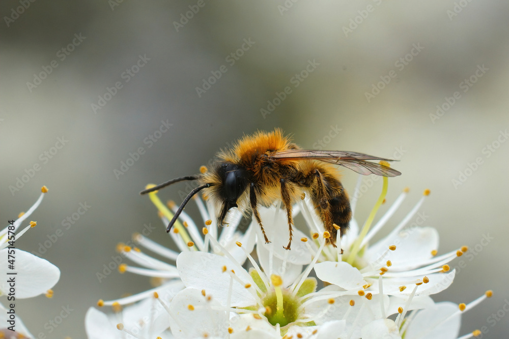 Poster closeup of a male of the tawny mining bee, andrena fulva