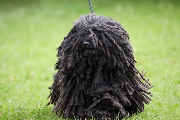 Hungarian Puli with corded coat