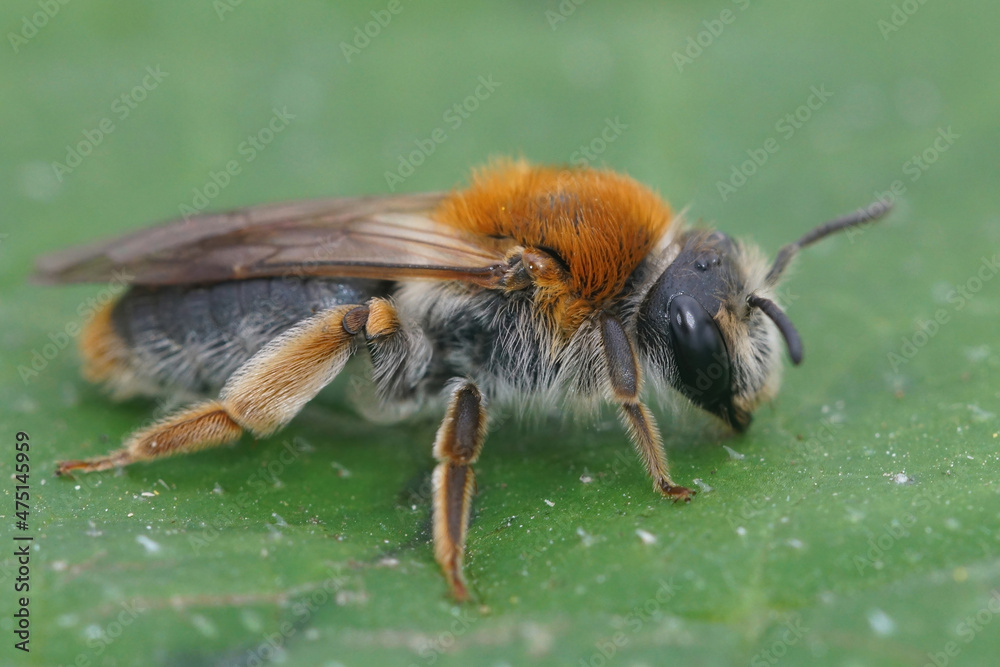 Poster the females of the orange-tailed mining bee , andrena haemorrhoa