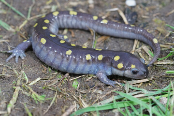 Full body shot of a male spotted salamander , Ambystoma maculatu