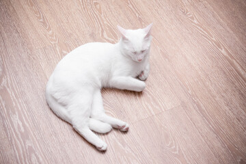 Fototapeta na wymiar White cat sleeping on laminate floor