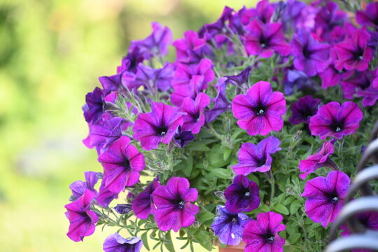 fiori viola